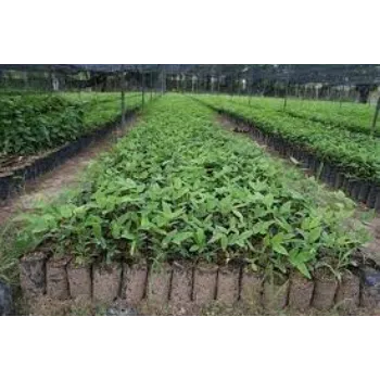 Natural Teak Plant